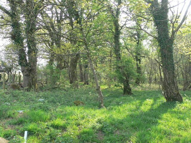A forest with tall trees and green grass.
