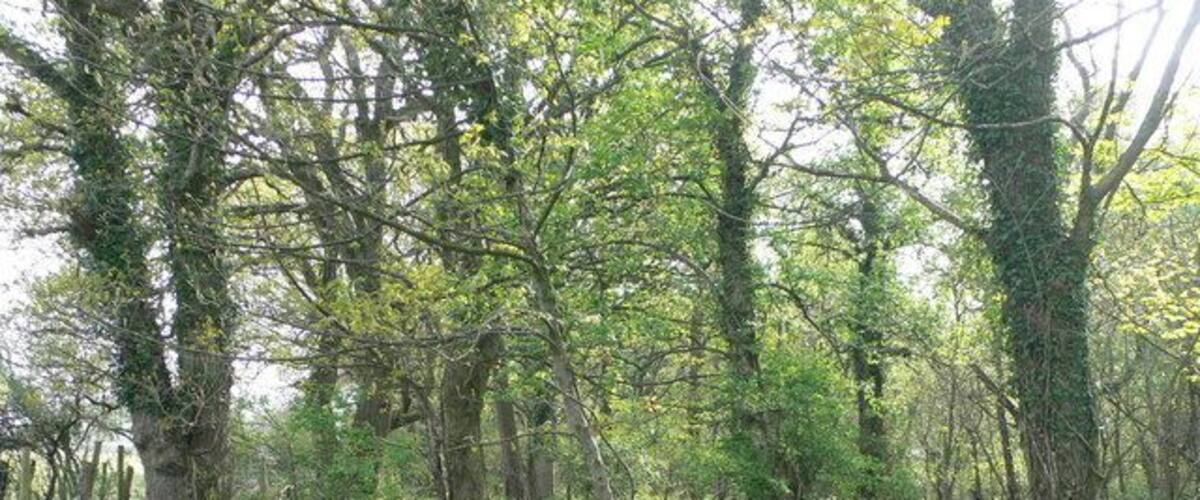 A forest with tall trees and green grass.