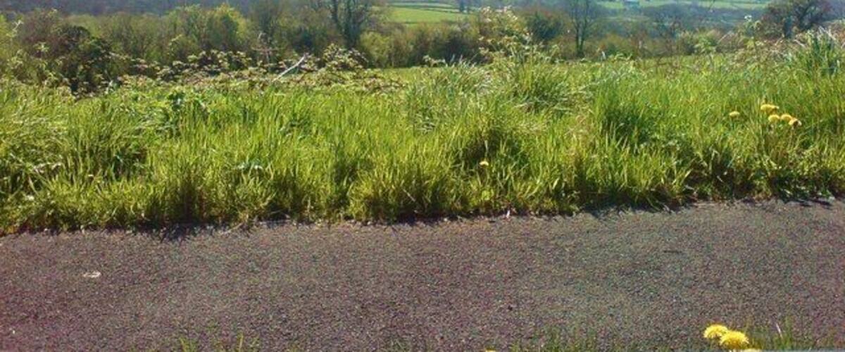 A rural landscape with a gravel road, green fields, and yellow flowers.