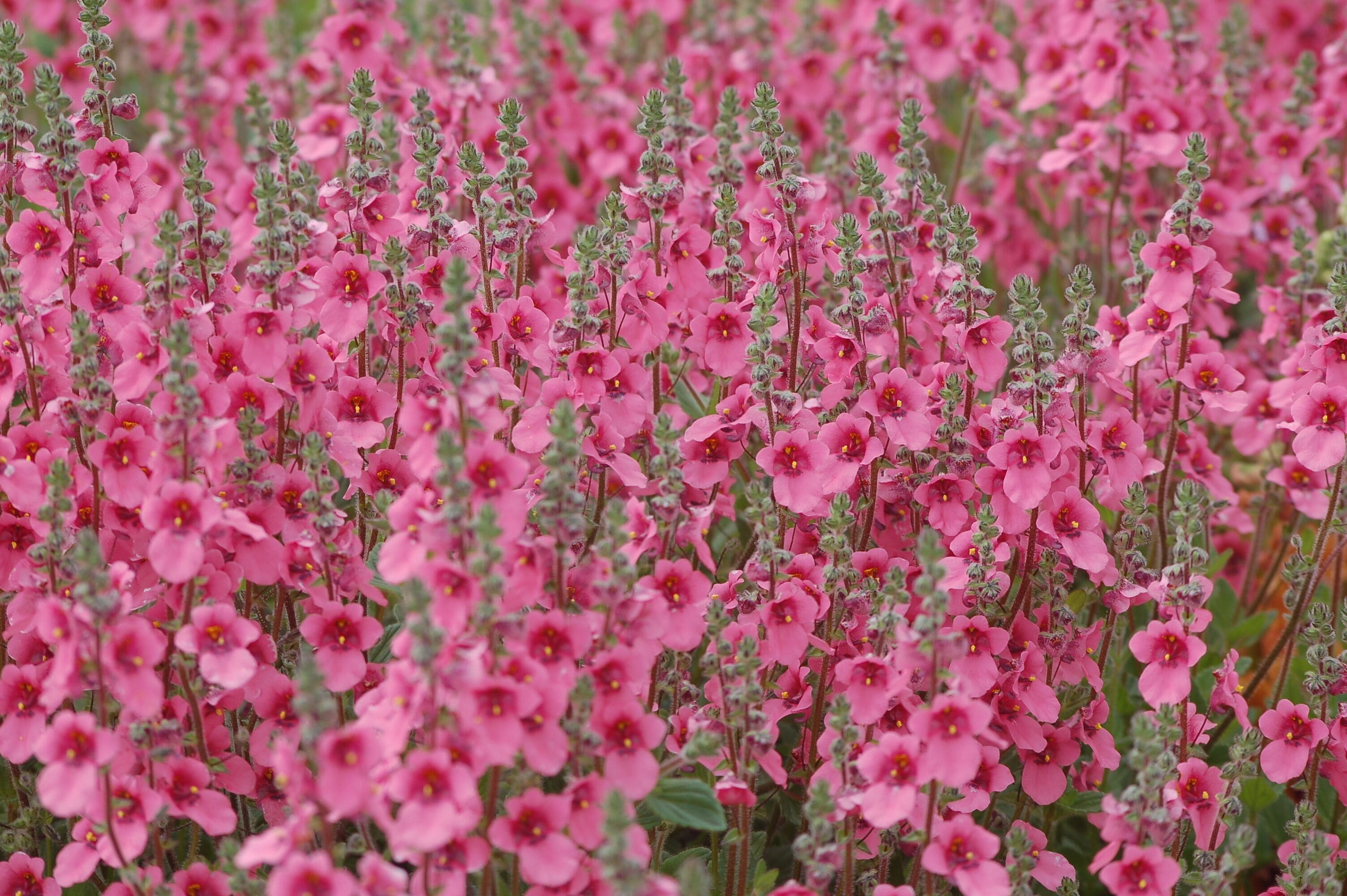Daydream Diascia Fetcaniensis @ National Botanic Garden Of Wales