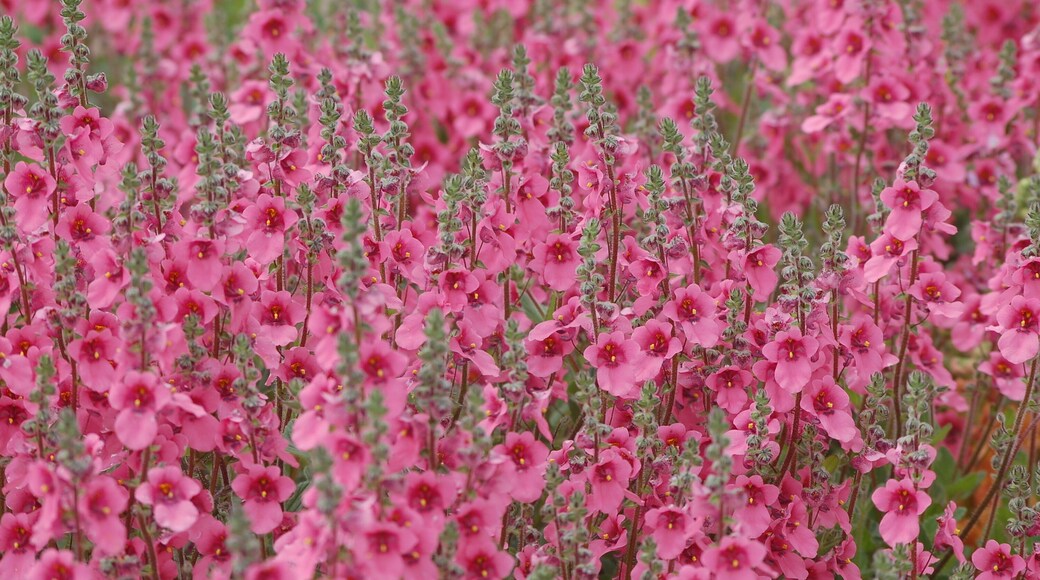 Daydream Diascia Fetcaniensis @ National Botanic Garden Of Wales