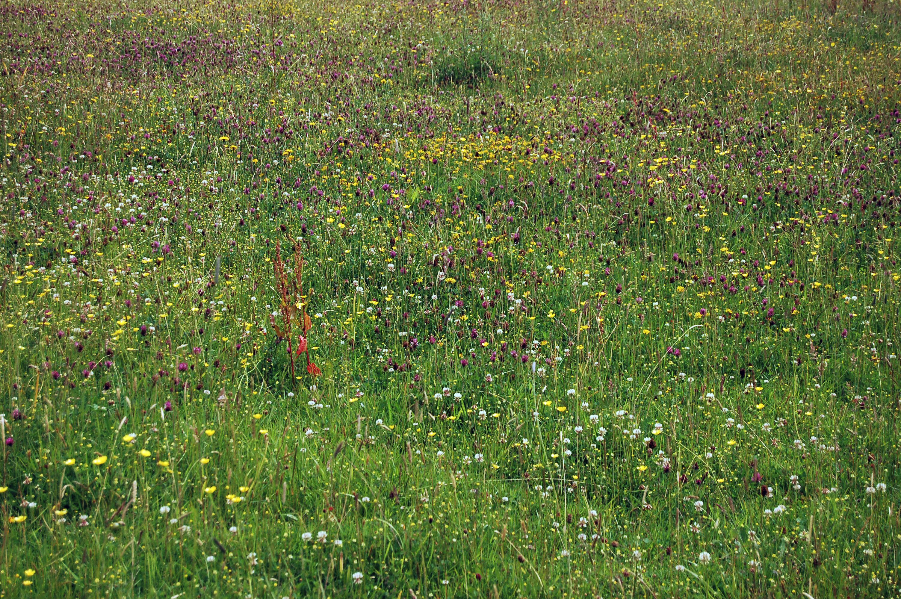 Welsh Meadow @ National Botanic Garden Of Wales