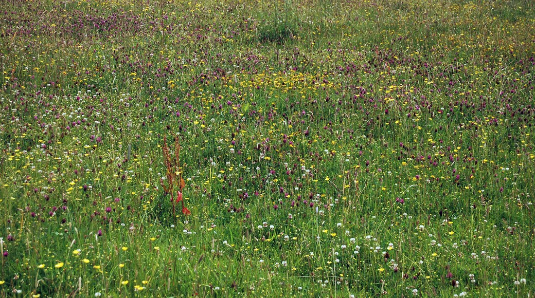 Welsh Meadow @ National Botanic Garden Of Wales