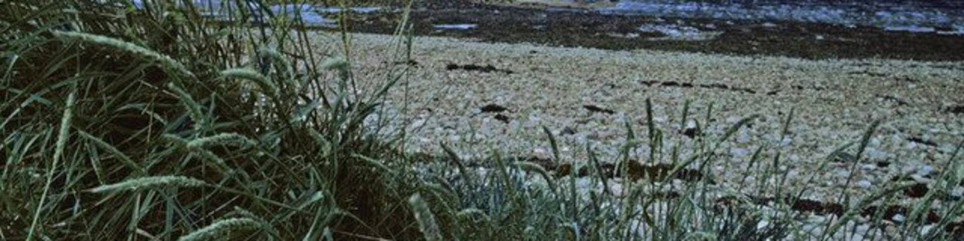 Shoreline of Loch Fleet, Sutherland, Scotland Stony shoreline of Loch Fleet with wild barley. The headland at Littleferry can be seen on the other side of the Loch on the right hand side of the image, with Balblair Wood in the distance with Mound Rock, Beinn Lunndaidh and Ben Bhraggie.