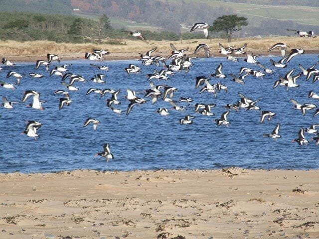 Oystercatchers at the mouth of Loch Fleet The great flux of tidal water at the mouth of Loch Fleet provides a feast for many seabirds and seals.