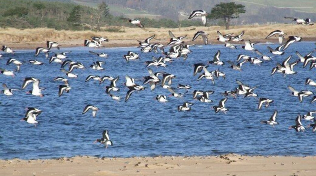 Oystercatchers at the mouth of Loch Fleet The great flux of tidal water at the mouth of Loch Fleet provides a feast for many seabirds and seals.