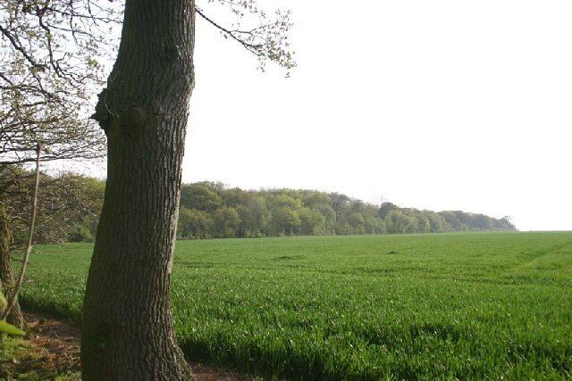 Hayley Wood - field boundary. Illustrating the fragmented status of this bit of ancient woodland, which is surrounded by arable land on all sides. The wood is managed by the local Wildlife Trust. Photo taken from Hayley Lane.