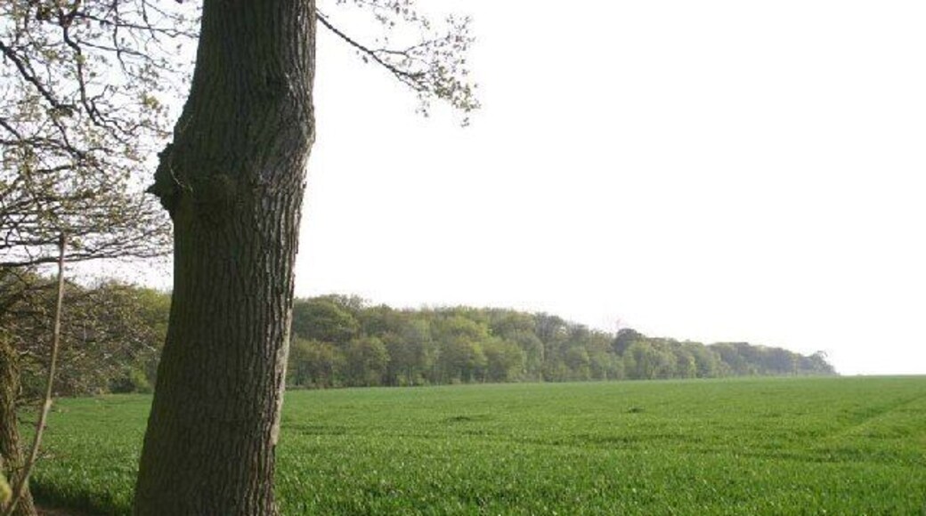 Hayley Wood - field boundary. Illustrating the fragmented status of this bit of ancient woodland, which is surrounded by arable land on all sides. The wood is managed by the local Wildlife Trust. Photo taken from Hayley Lane.