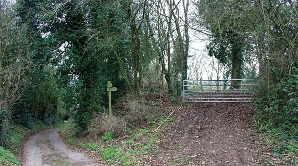 Meeting of paths, Broxash Wood The bridleway descends to Ullingswick, but the footpath follows the contours through the woodland to the right.