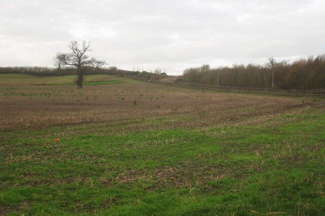 Field at Calehill Park Lone tree in an unploughed field.