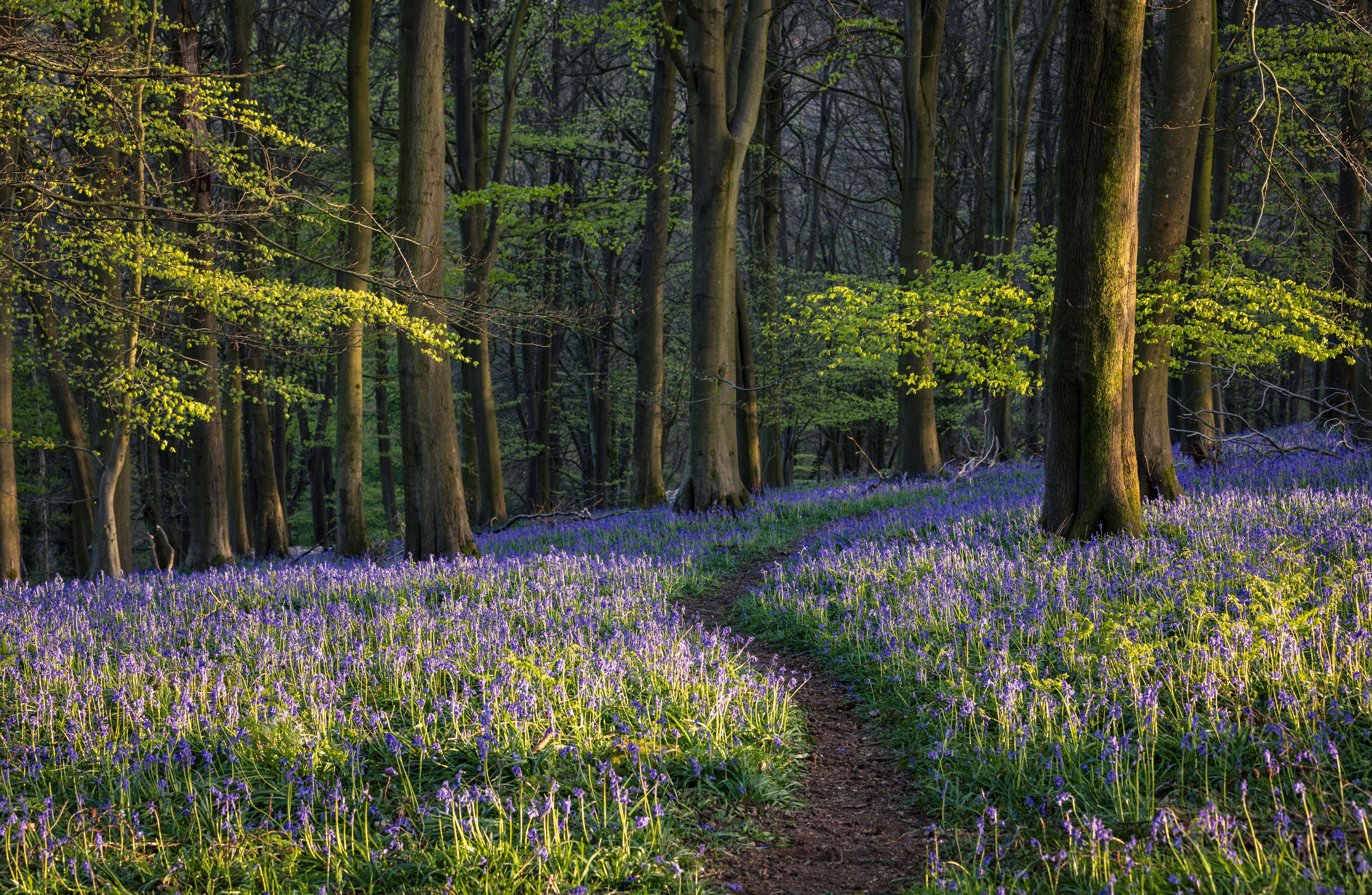 A forest with a path and purple flowers.