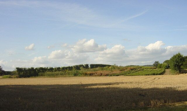 Tree Nursery Oakover Nurseries make good use of this low-lying and undulating ground on the geological Sandgate Beds and the alluvial deposits around the course of the River Stour. Photo taken from the edge of the latest addition to the Hothfield Heathlands area.