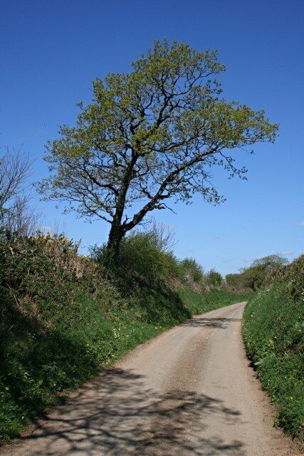 The Road to Coads Green The signpost at the junction just behind says that Coads Green lies this way. It does, but somewhat indirectly! A roadside tree is just starting to come into leaf.
