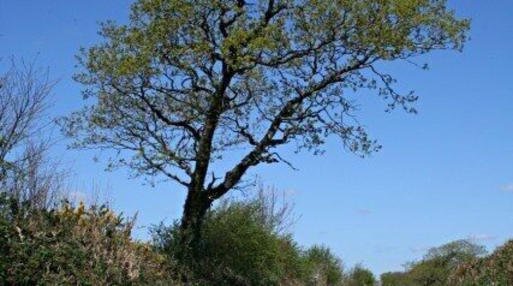The Road to Coads Green The signpost at the junction just behind says that Coads Green lies this way. It does, but somewhat indirectly! A roadside tree is just starting to come into leaf.