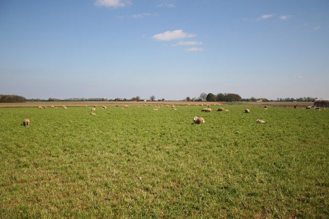 Fenland sheep View from Ratten Row at Benington