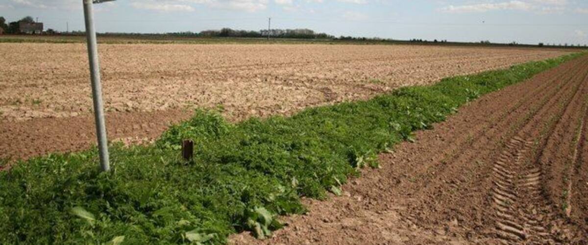 A plowed field with a green crop row and a signpost in the foreground.