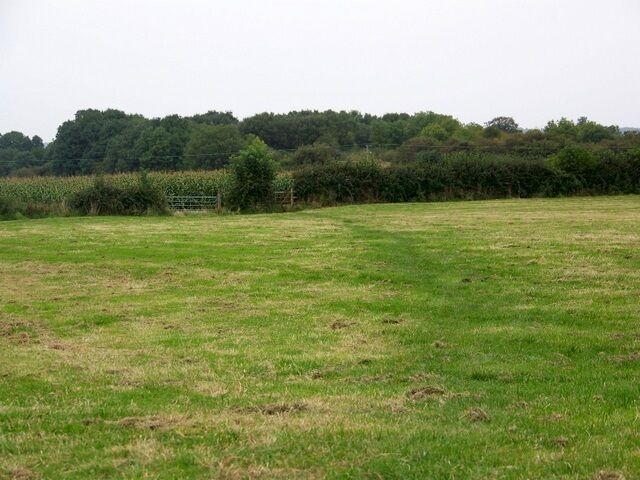 Footpath, Leigh Upon Mendip. The footpath crosses a newly mown field to then go across a field of maize.