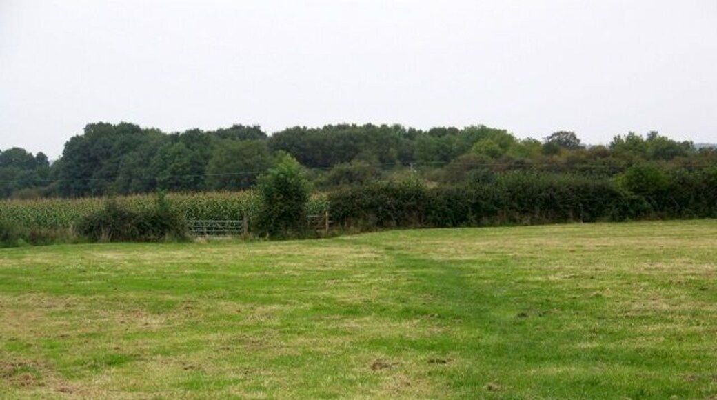 Footpath, Leigh Upon Mendip. The footpath crosses a newly mown field to then go across a field of maize.