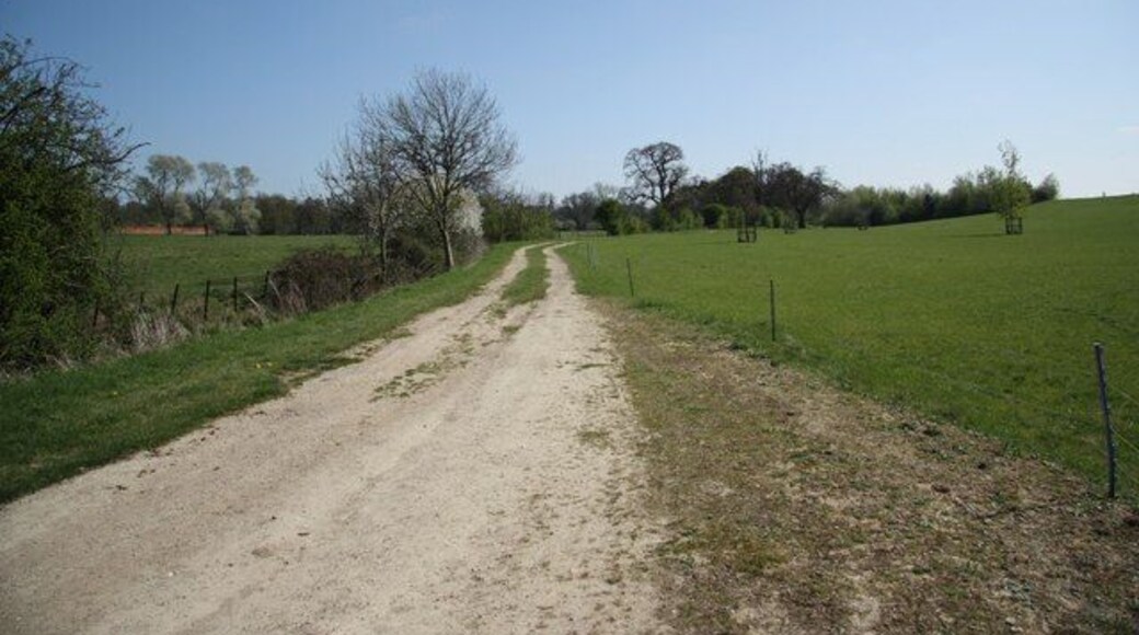 Parkland track. Track in Leadenham House parkland.