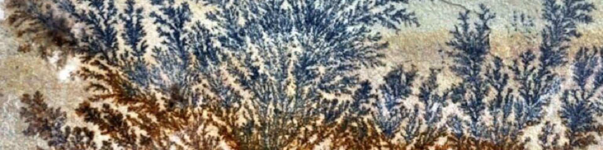 Fossilised plants in Indian sandstone paving ! #trover