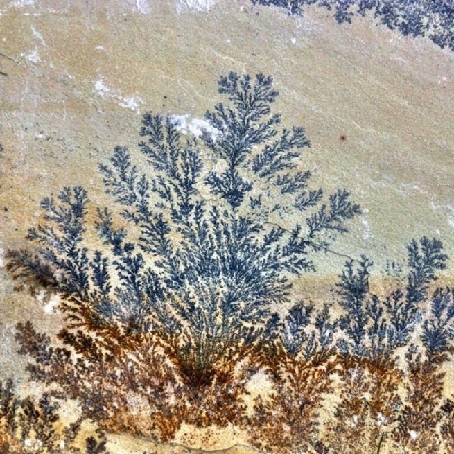 Fossilised plants in Indian sandstone paving ! #trover