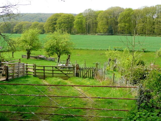 Bit of old orchard Looking west from the Crews to Mitcheldean road just on the Herefordshire/Gloucestershire border.