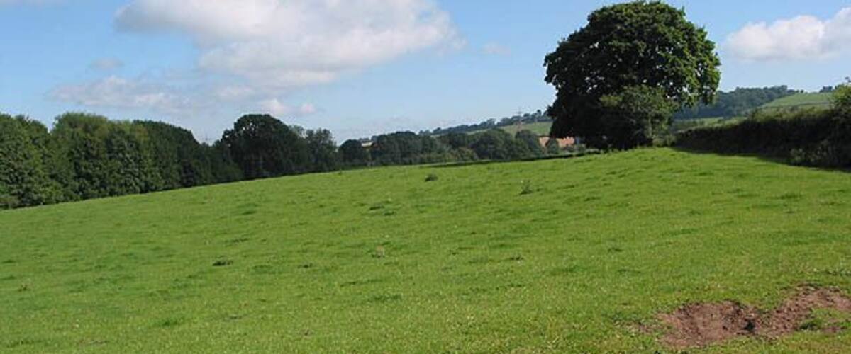 A green field with a large tree and a hill in the background.