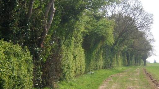 Track by hedge Heading towards Shelley from Stoke Road and Lower Layham.