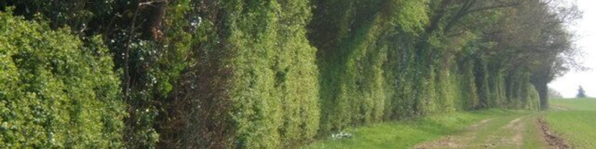 Track by hedge Heading towards Shelley from Stoke Road and Lower Layham.