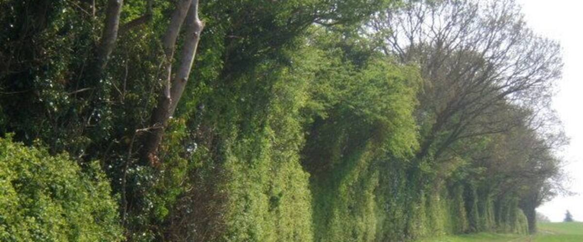 A rural dirt road flanked by dense hedgerows and trees.