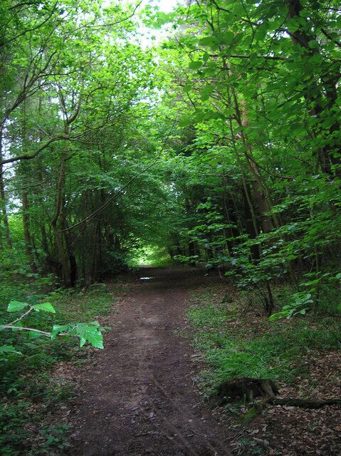 Laughton Common Wood. Taken from Pound Lane track.