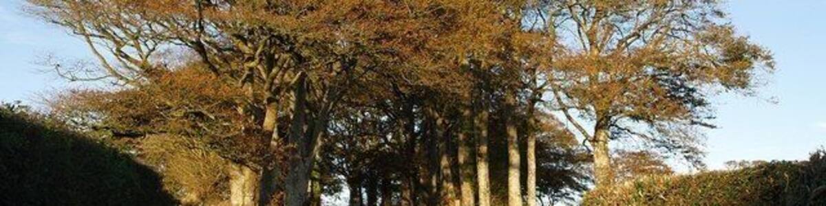Beeches at Rivaton Hilltop laneside trees catch the evening sunlight, and hence the eye, on the lane running from Forches Cross towards Shebbear Cross.