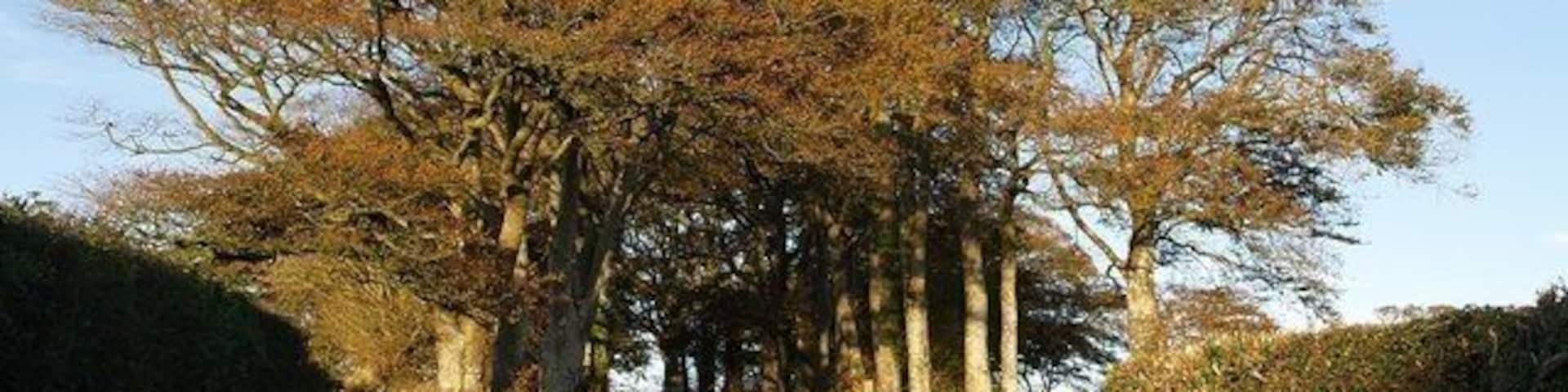 Beeches at Rivaton Hilltop laneside trees catch the evening sunlight, and hence the eye, on the lane running from Forches Cross towards Shebbear Cross.