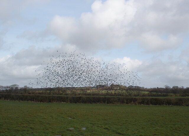 Flock of Starlings, at East Browns Farm