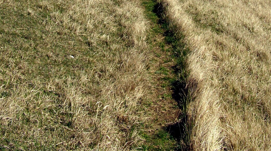 Ascent to the Upper Path from Dancing Ledge The coast path between Dancing Ledge and Durlston Head follows the cliff-top (above the vertical cliffs of Portland Stone). Above this is a steep coastal slope on the Purbeck formations and at the top is the "Upper Path" to Durlston along the seaward edge of fields. The gully leading off to the right ends at Whiteware Quarry.
