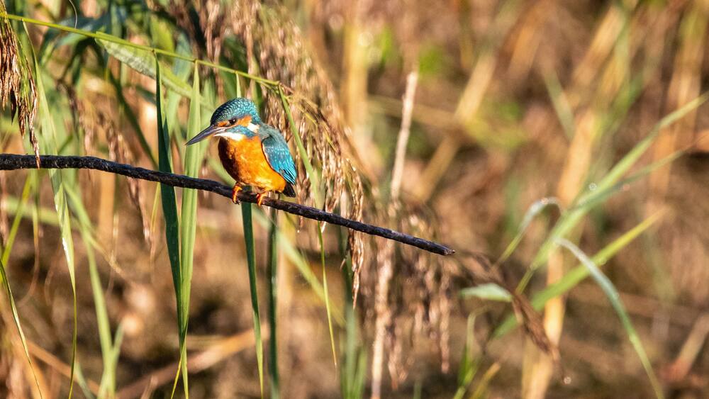 Un martin-pêcheur était perché sur une branche, dans une zone herbeuse.
