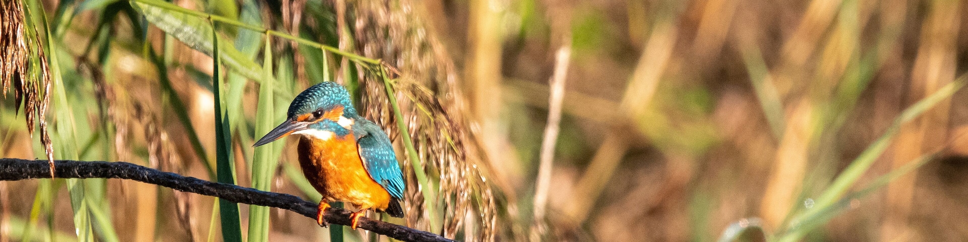 A kingfisher perched on a branch in a grassy area.