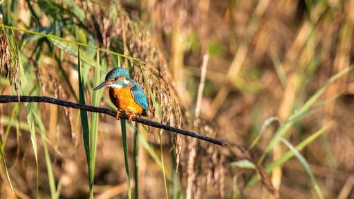 Common kingfisher perched/sitting on a branch, against a background of reeds. At Lakenheath Fen nature reserve in Suffolk, UK