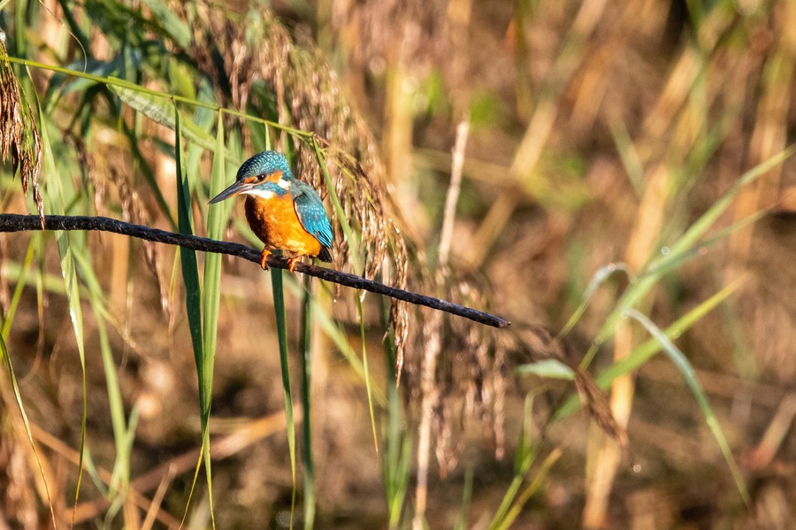 A kingfisher perched on a branch in a grassy area.