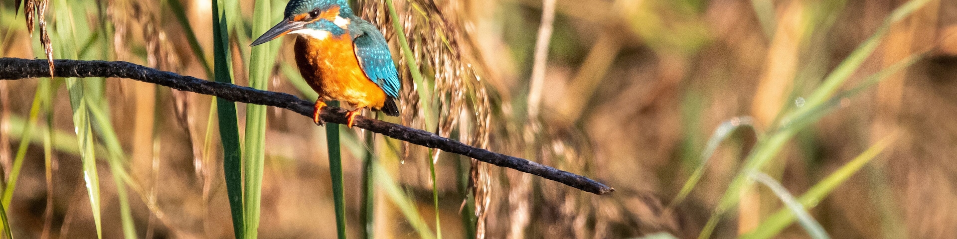 Common kingfisher perched/sitting on a branch, against a background of reeds. At Lakenheath Fen nature reserve in Suffolk, UK