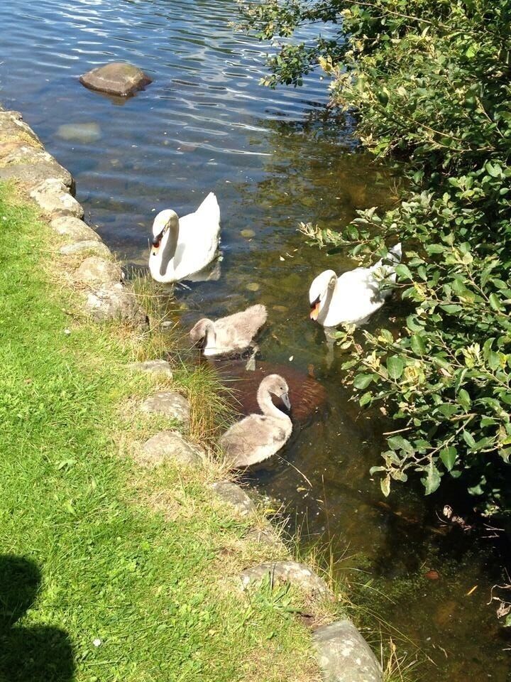 Mummy & Daddy swans and their little twin cygnets on Birnie Loch, Fife, Scotland 🏴󠁧󠁢󠁳󠁣󠁴󠁿 