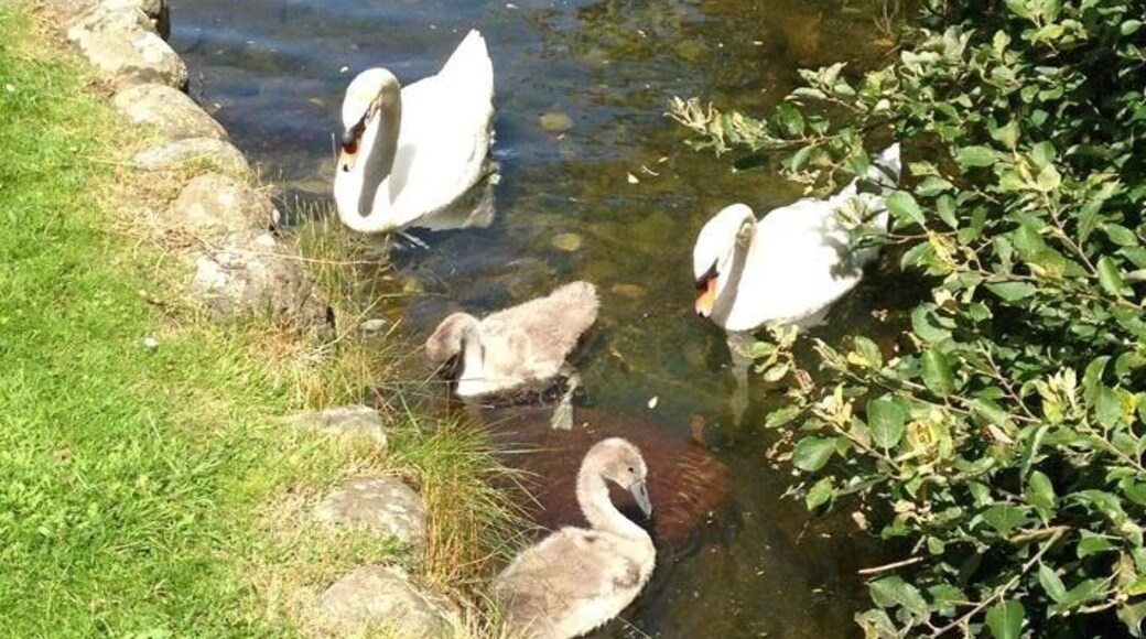 Mummy & Daddy swans and their little twin cygnets on Birnie Loch, Fife, Scotland 🏴