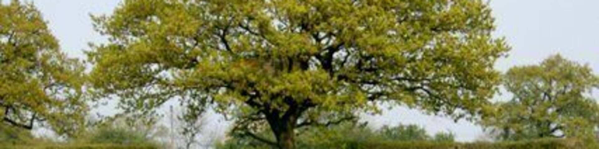 Dandelion Meadow, Cloverfields Farm