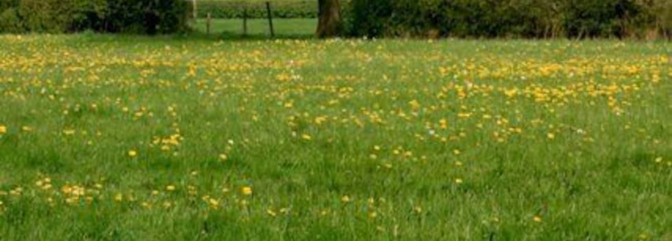 Dandelion Meadow, Cloverfields Farm