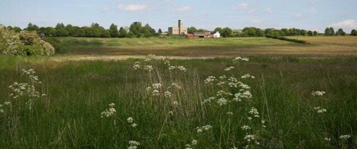 A rural landscape with a field, white flowers, a distant building, and trees under a blue sky.