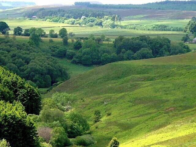 Contrast in greens Headwaters of the River Wansbeck, seen from above Kirkwhelpington.
