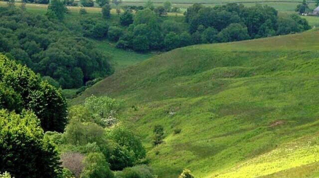 Contrast in greens Headwaters of the River Wansbeck, seen from above Kirkwhelpington.