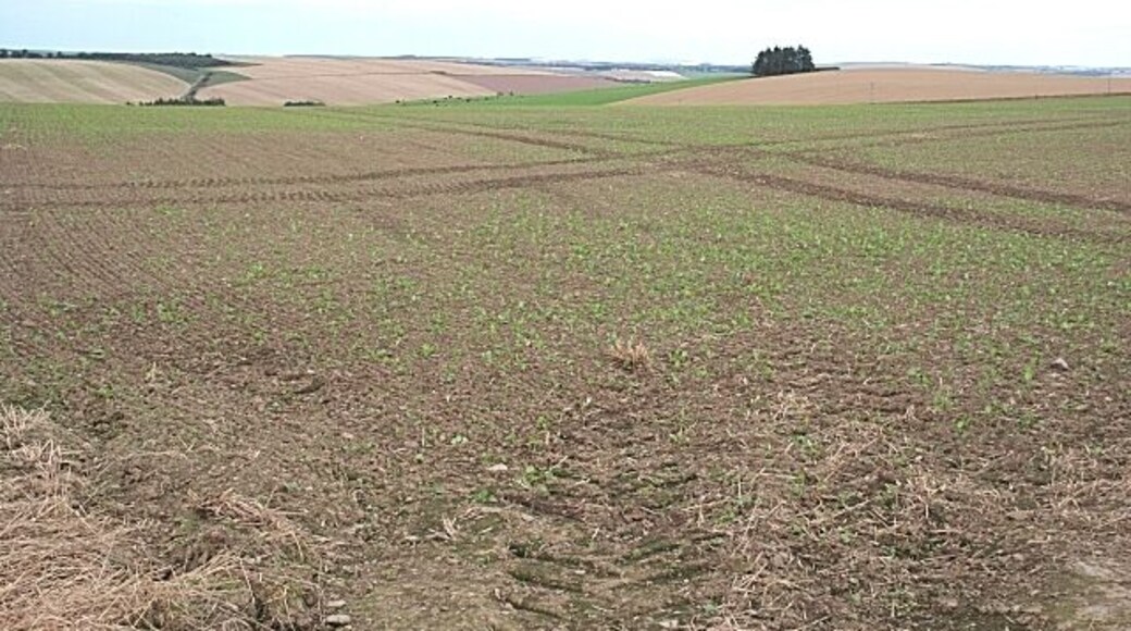 Upper Darley Next year's crop is already poking through the soil here near Upper Darley. It looks like a crucifer, so it is probably winter rape.