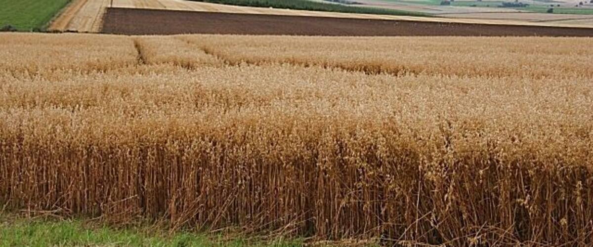 Upper Darley Looking west from the road near Upper Darley. The foreground crop is oats, which seem to be less common than they used to be. The hill on the left is the Hill of Tillymorgan, and the distant one to the right is probably in Clashindarroch Forest. This view shows almost all the typical elements of the landscape of rural Aberdeenshire - rolling farmland with a variety of crops, and a backdrop of distant hills.