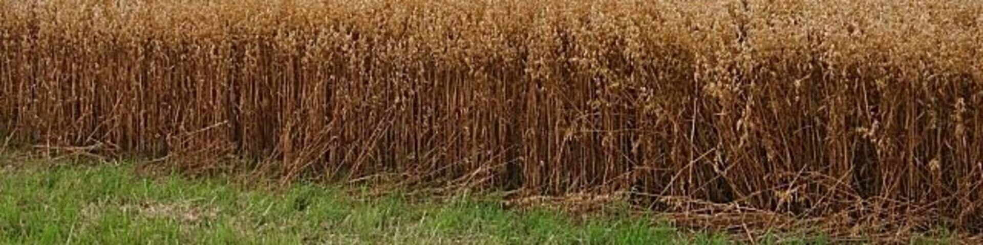 Upper Darley Looking west from the road near Upper Darley. The foreground crop is oats, which seem to be less common than they used to be. The hill on the left is the Hill of Tillymorgan, and the distant one to the right is probably in Clashindarroch Forest. This view shows almost all the typical elements of the landscape of rural Aberdeenshire - rolling farmland with a variety of crops, and a backdrop of distant hills.